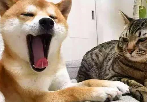 狗狗若在你面前这样睡觉,可能对你不信任