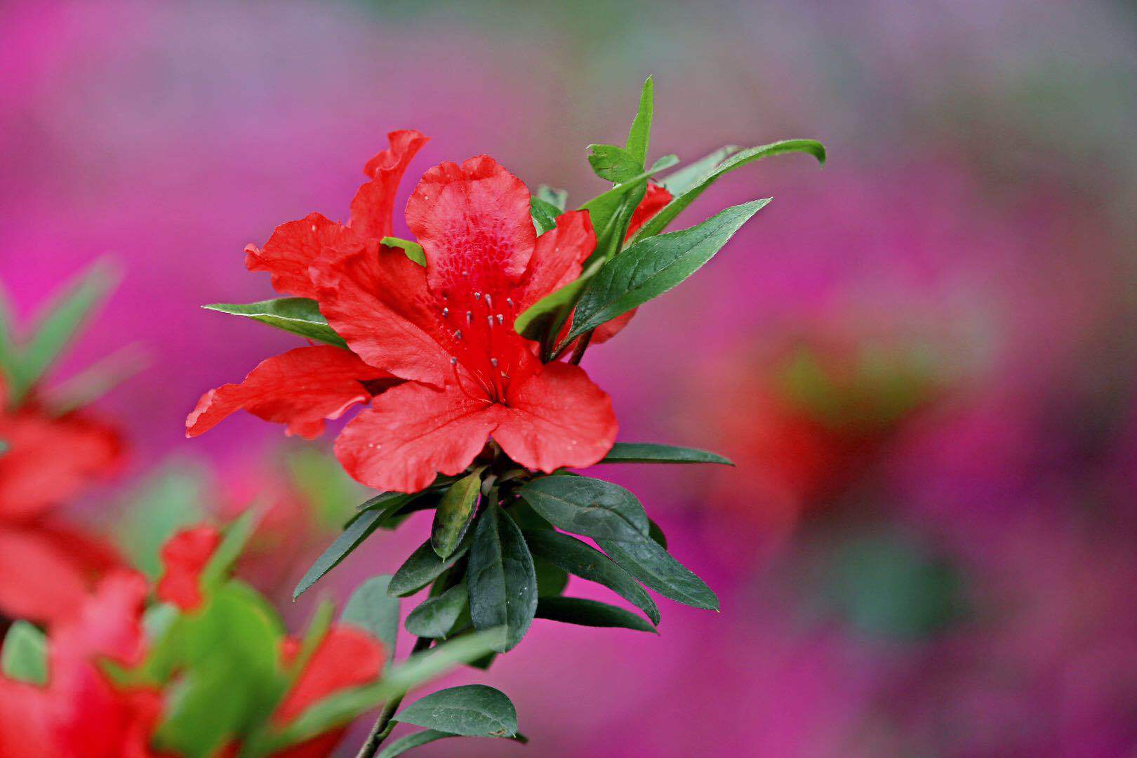 【美文】山花烂漫