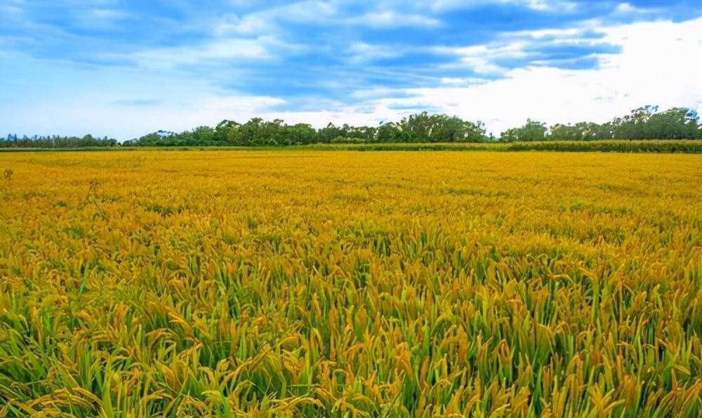 宁夏真的不是省,也不属于甘肃,15个宁夏冷知识走进塞上江南