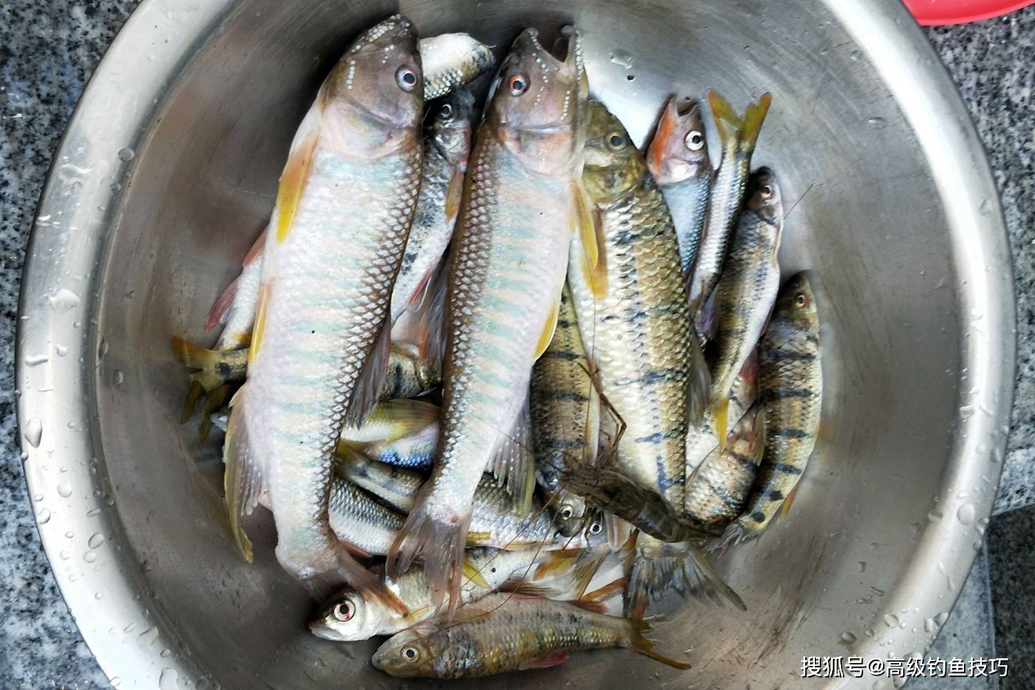 溪石斑鱼多少钱一斤图片