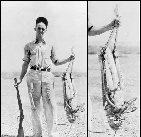 一张欺骗世人90年的黑白照片:巨型蝗虫是真的吗?