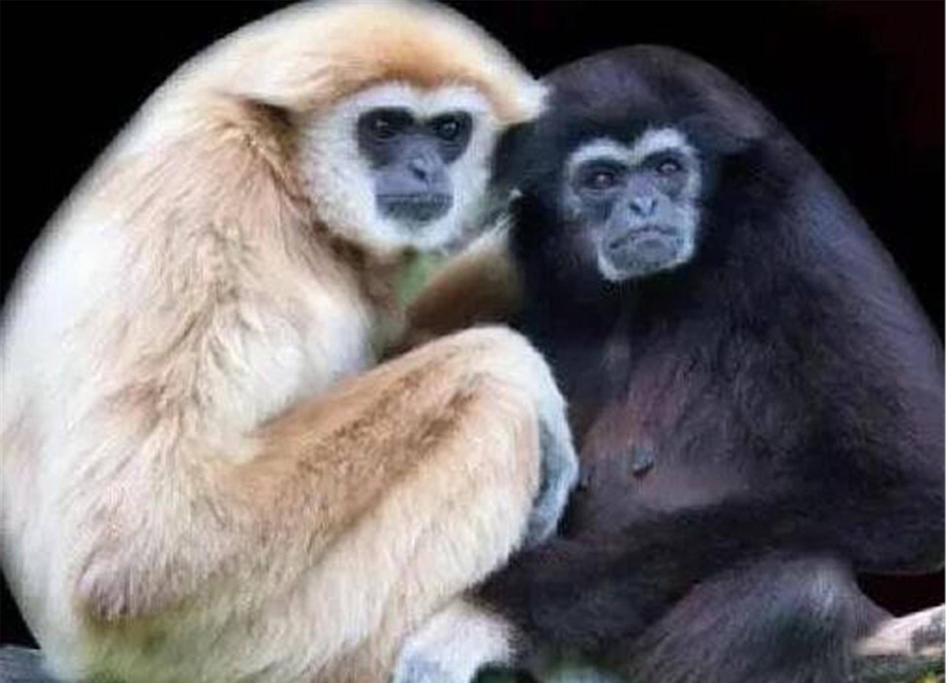 鸟类_关系_人类