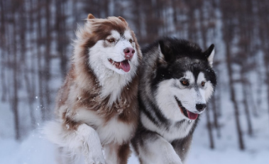 碰瓷王阿拉斯加:来人啊,我的爪爪好痛啊,二哈:我没动手啊大哥