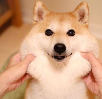 柴犬:我是小可爱