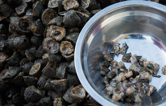 给大家看一下这个渔民们踢下来的藤壶吧,像这样子的海鲜虽说不够漂亮