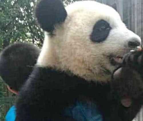 熊猫耍赖表情包图片