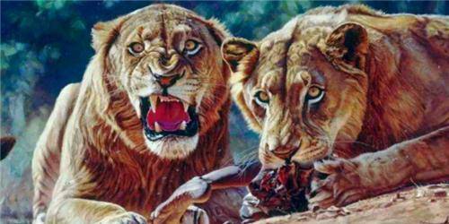 狮子如果吃人有多恐怖?两头非洲狮子,一年吃掉了135名印度工人