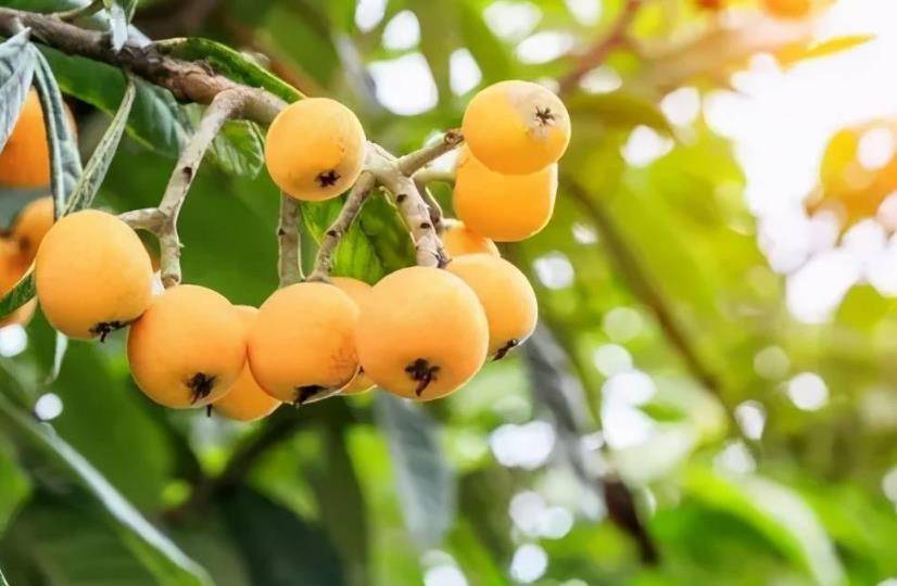 浙江姑娘弃百万年薪,回乡经营负债农场,1年扭亏转盈年销1700万