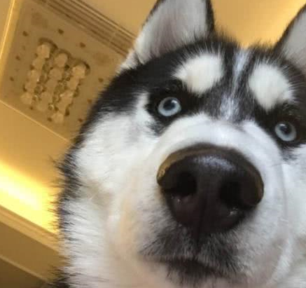 主人带二哈回农村,它却在田里挖了个窝,主人走近一看哭笑不得!