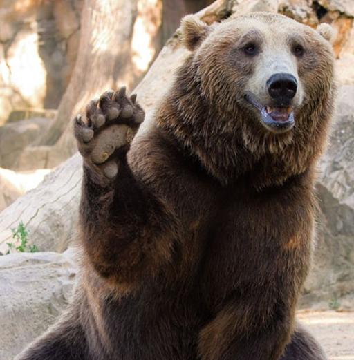 箱子_狗熊_动物园