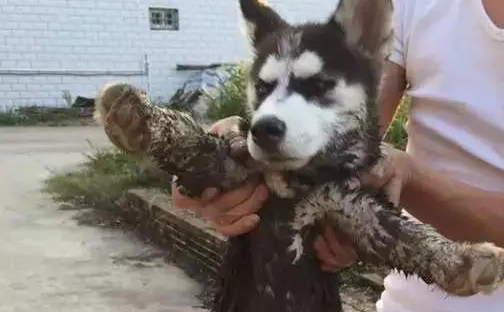 放飞自我,5分钟后主人差点想扔了,网友:帅不过3秒_教训_狗叫声_沟里