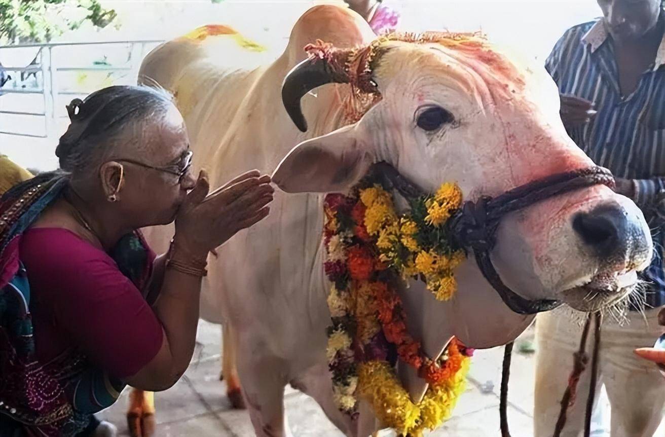 印度男子抛妻弃子,对自家母牛一见钟情,花17万和牛举办婚礼