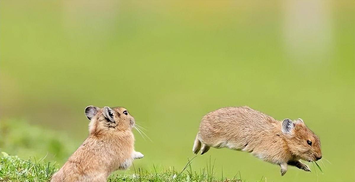 数量高达12亿只,高原鼠兔在我国泛滥牧民头疼不已,专家:是好事