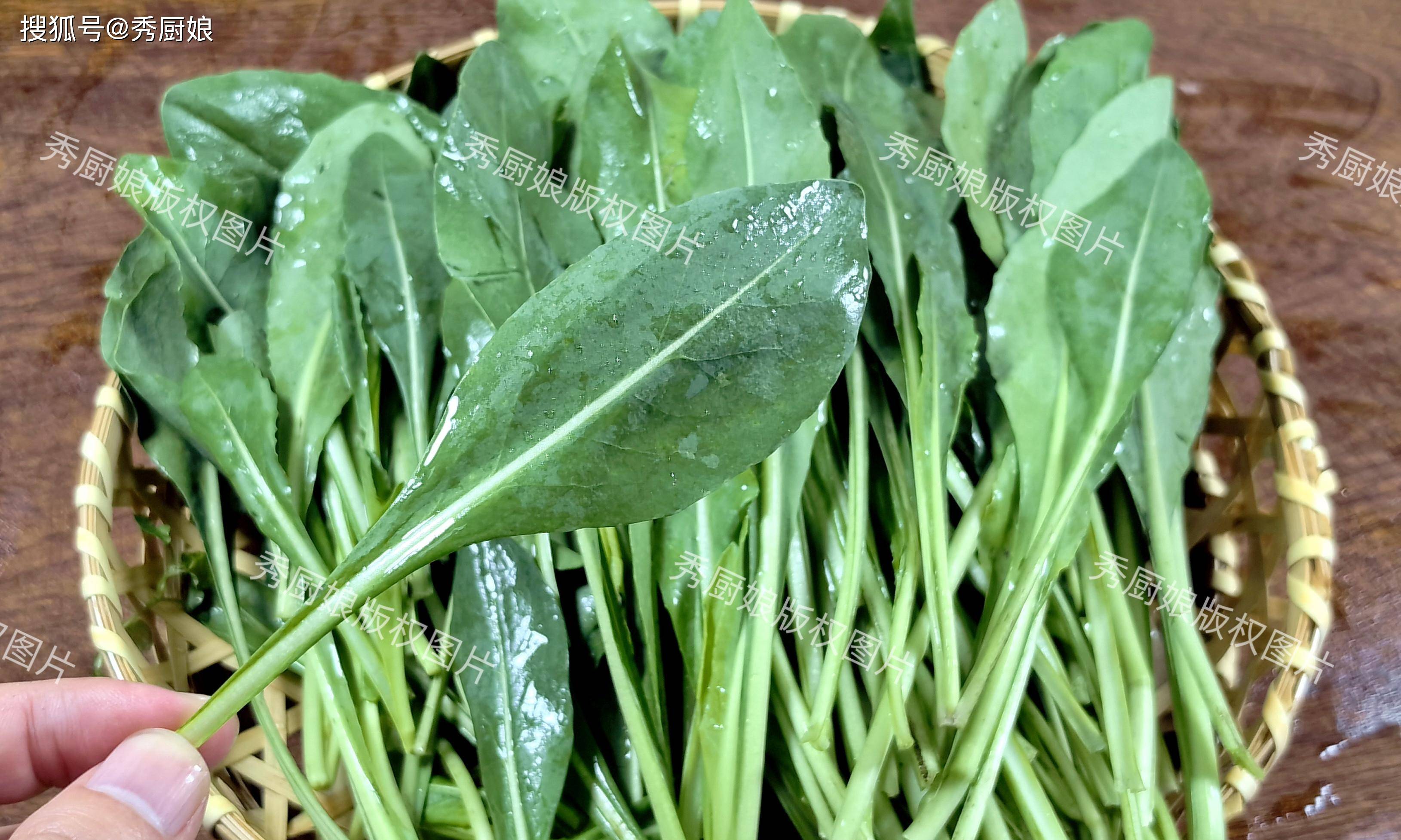 板蓝根青菜这种新型蔬菜,集药食同源的功效于一身,既能养肝护肝,又能