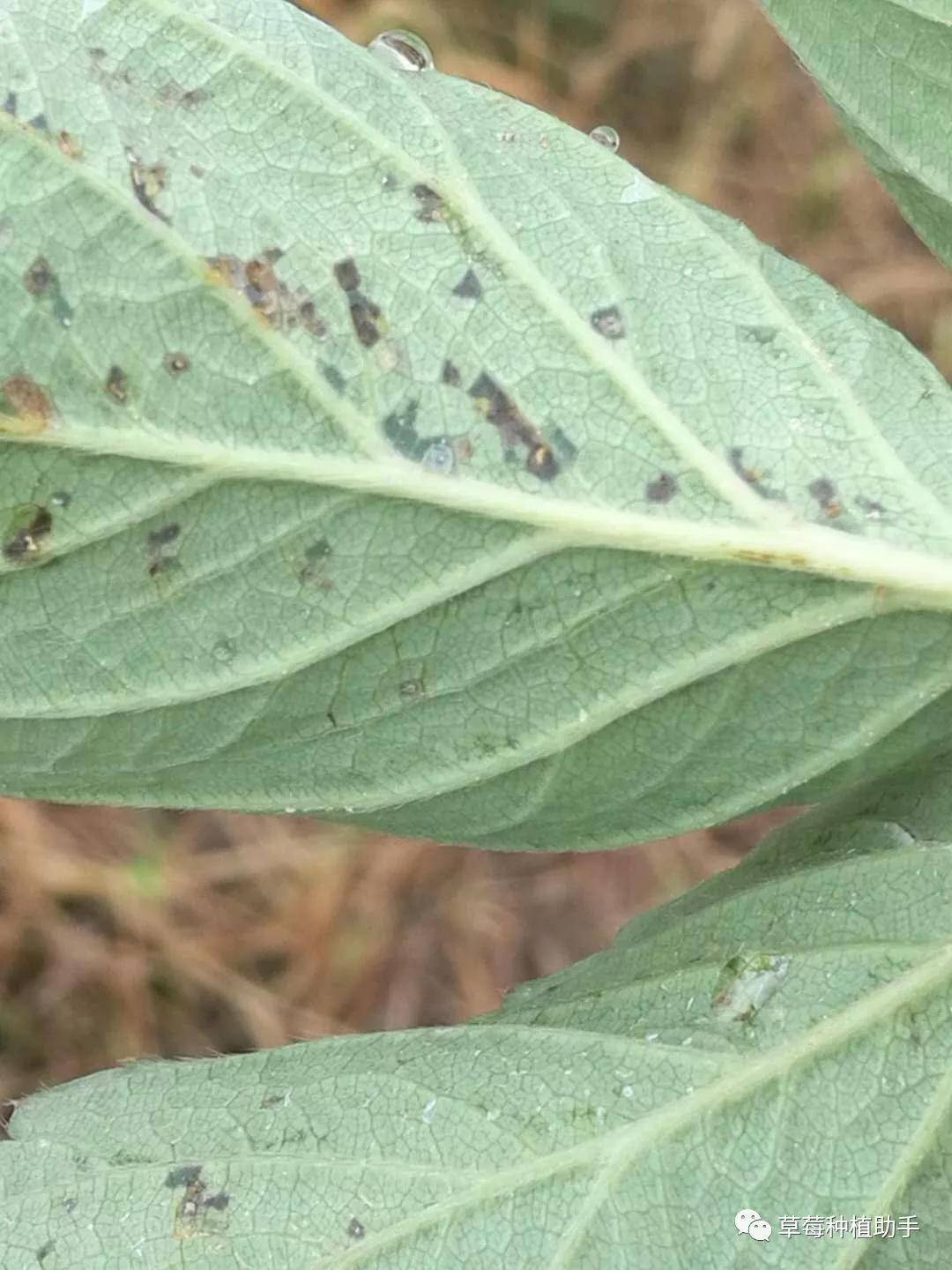 草莓叶子病害图片大全图片