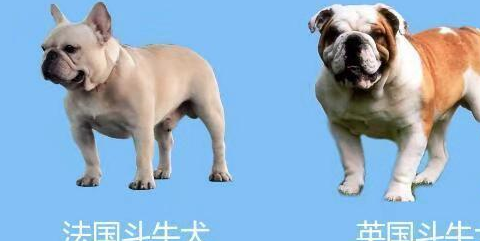 但是自己看看还是有点不不同的,英国斗牛犬一般都比法国斗牛犬大一点