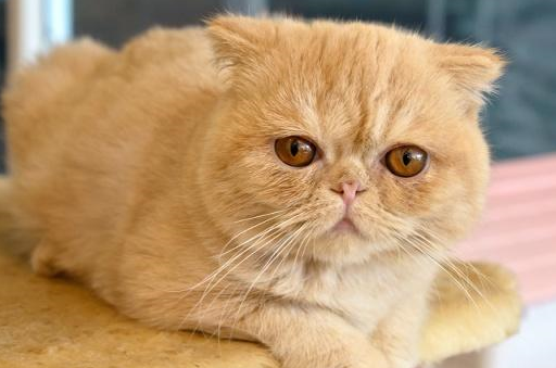 异国短毛猫从出生以后,每个阶段的体重应该是多少才算健康?