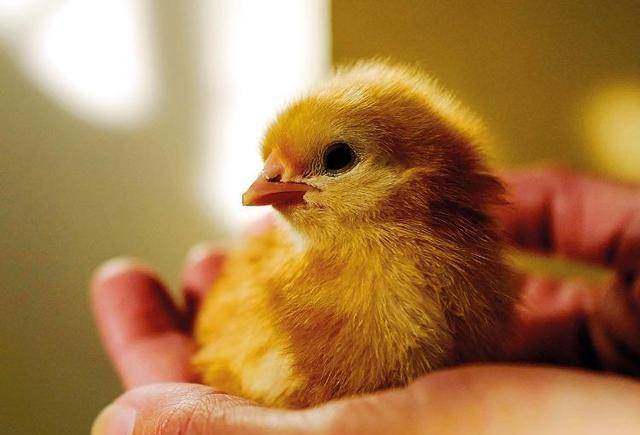 巴基斯坦能用鸡来灭蝗虫吗?动物灭蝗虫效果怎么样?具体该怎么做