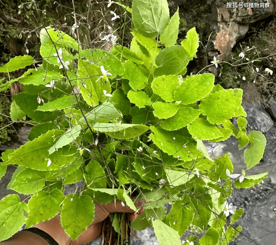 它是天然"伟哥",俗称"淫羊藿",有3大作用,价值极高,男同胞早了解!