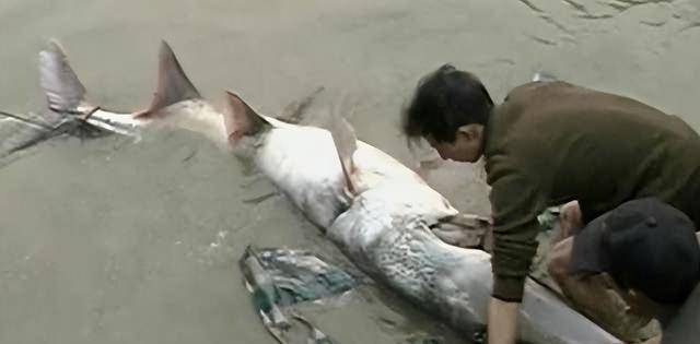 长江白鲟的悲歌,活了一亿多年的物种,却没能活到2020的新年