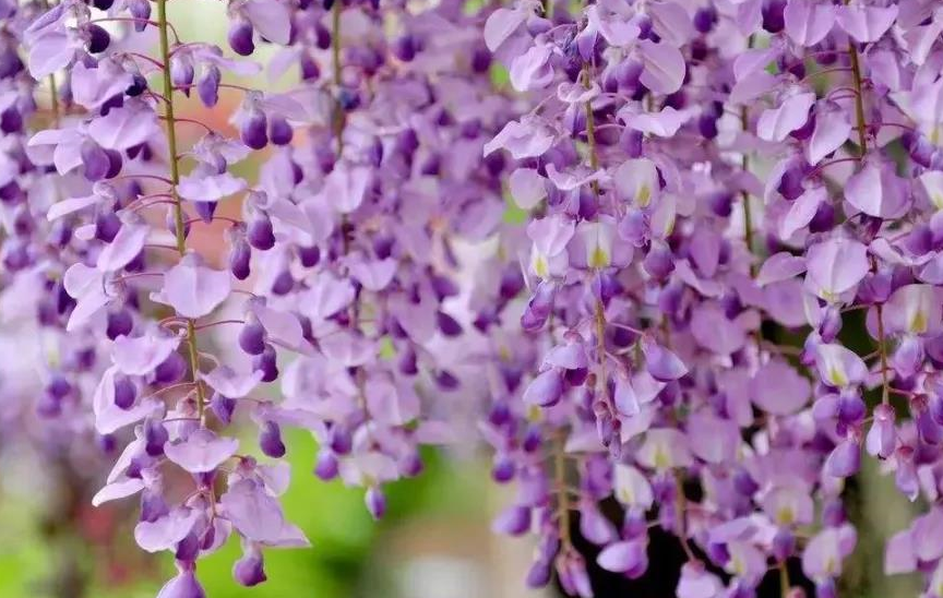 愿得一方小院,和你一起种花锄草