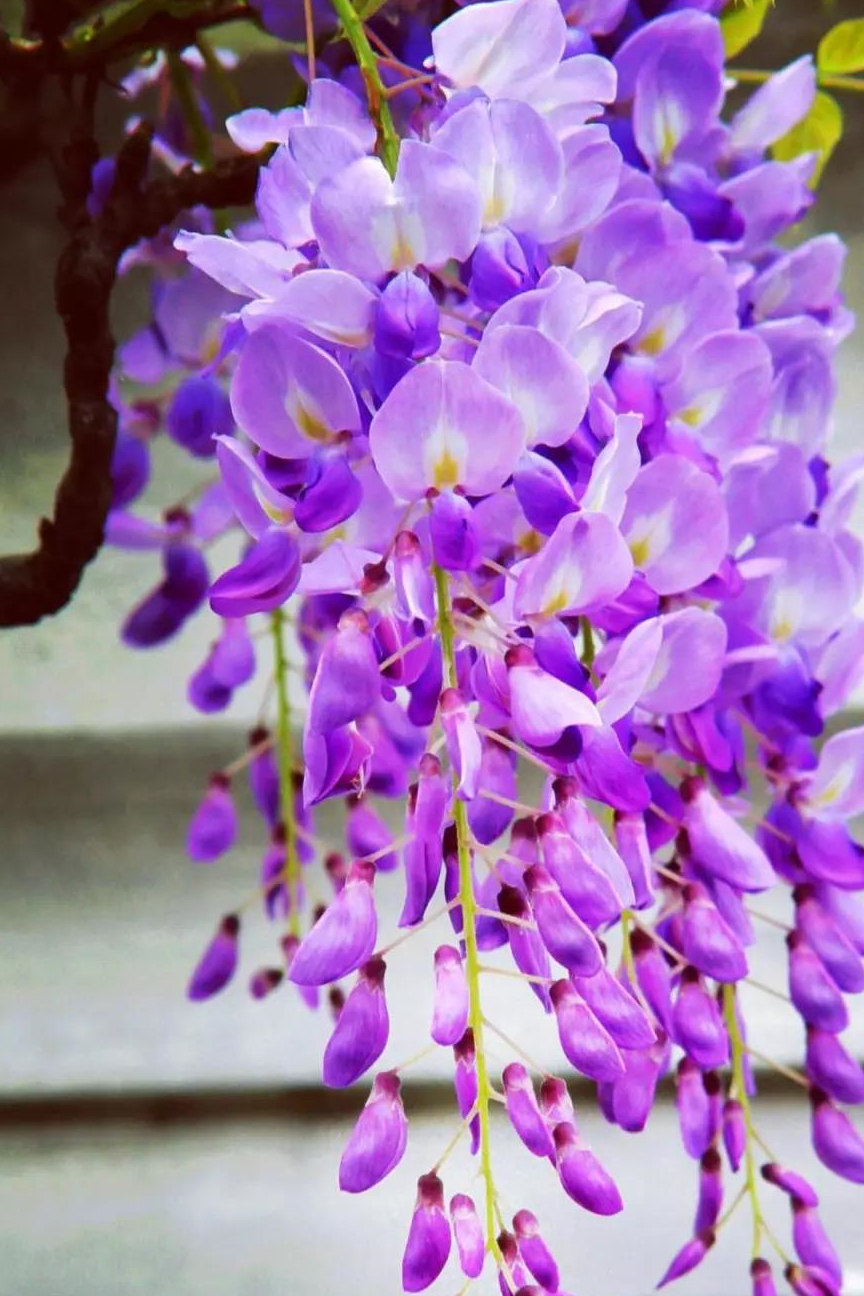 春季开花,青紫色蝶形花冠,花紫色或深紫色,十分美丽.