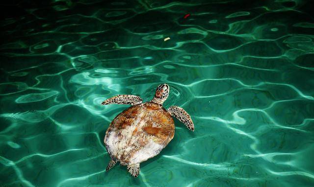 地球上居然有一个海岛,不仅能自转,还有一只能通人性的大海龟