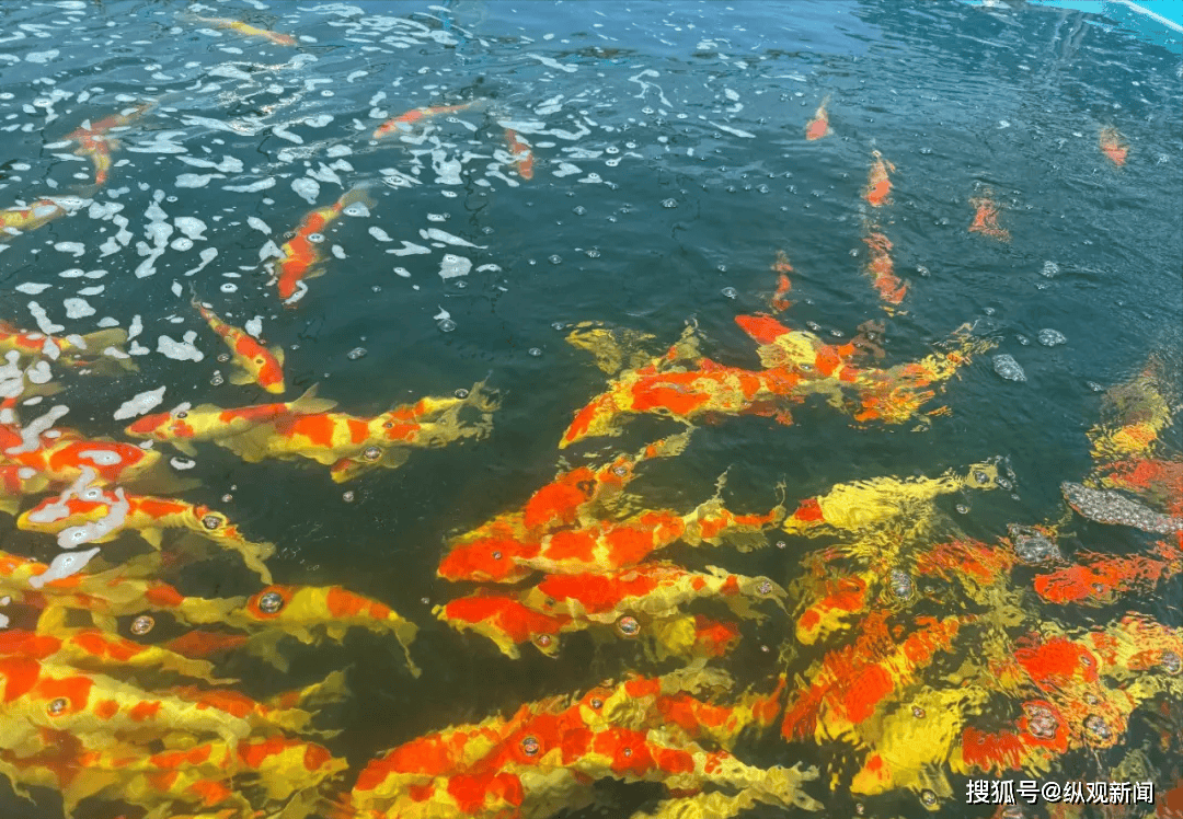 淅川县荆紫关镇:锦鲤"游"出好前景