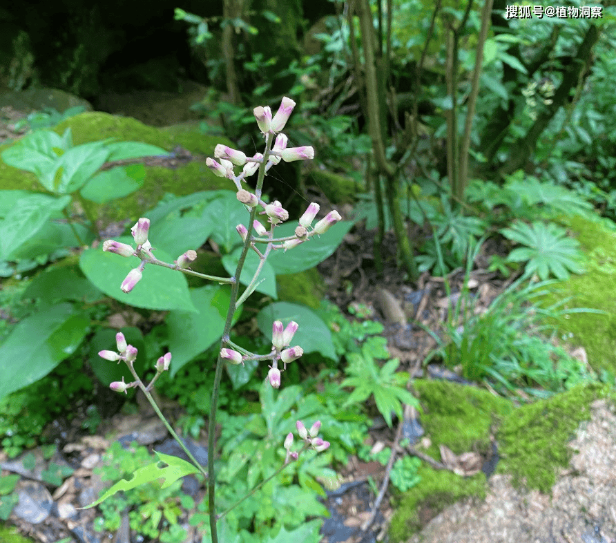 这植物形如伞状,俗名"一把伞",野外遇到别错过,跌打损伤用得到!