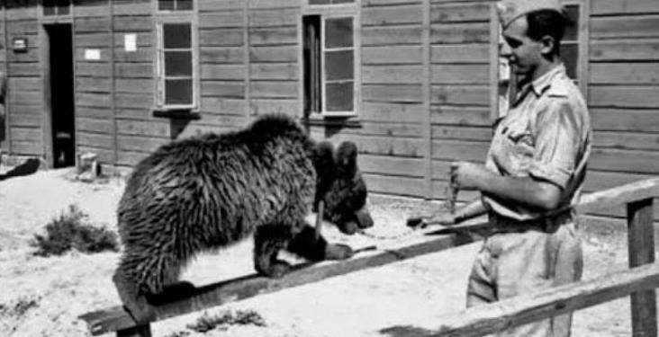 二战"战斗熊":上过战场搬炮弹,还会抽烟喝酒,战后被授二等兵