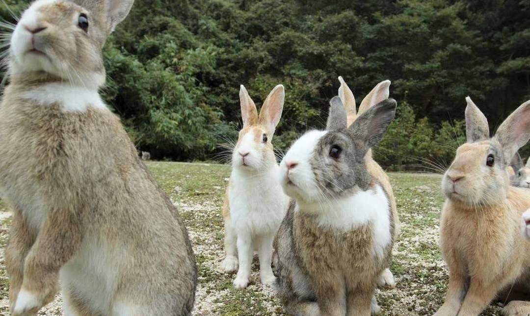 英国殖民澳洲带去24只"小白兔",几年后成灾,繁衍了数百亿只!