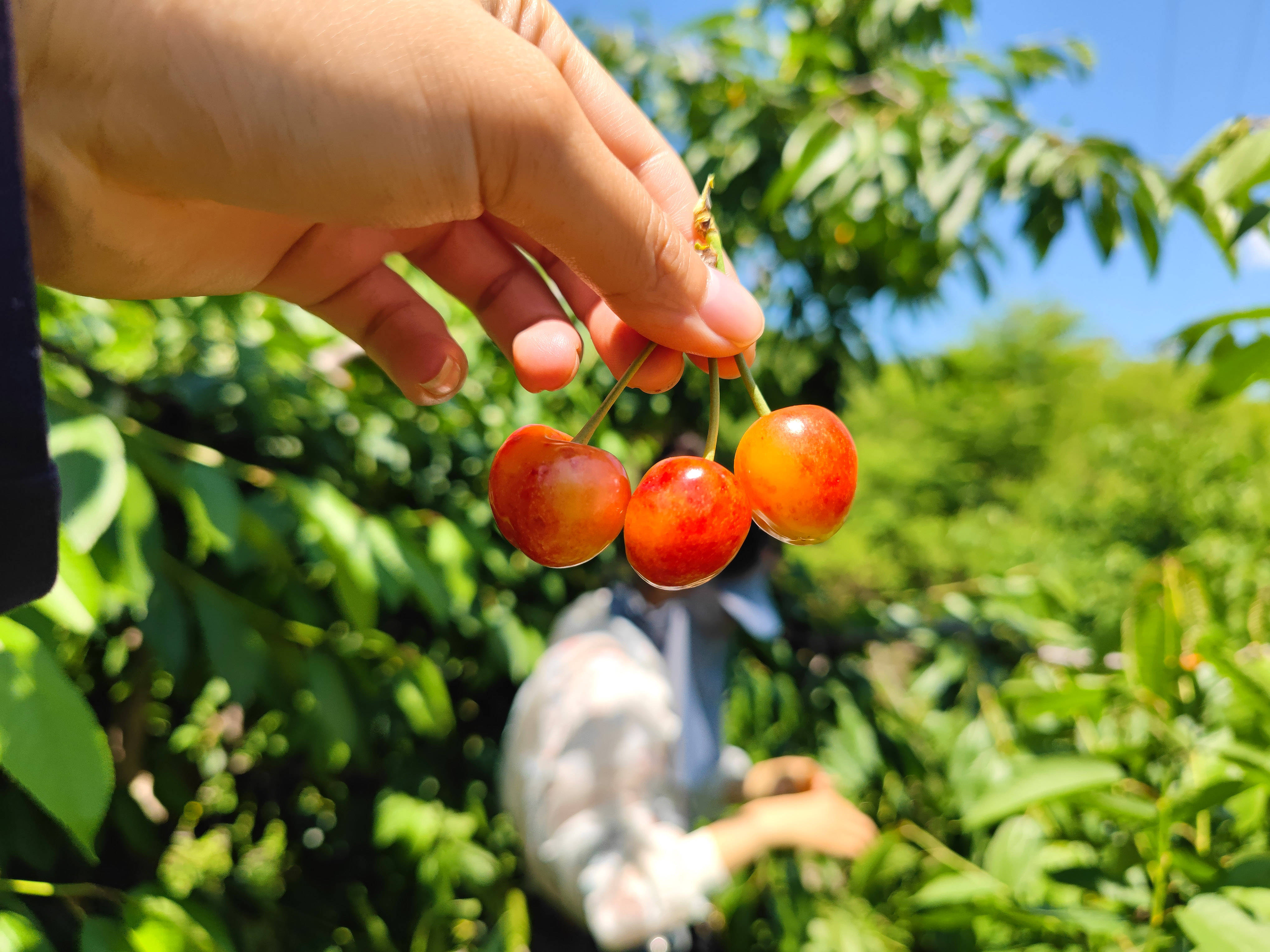 北京樱桃采摘圣地,还能露营自助烧烤,萌宠乐园七彩池畅玩