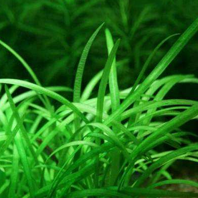 第三种金鱼藻还有蜈蚣草,直接