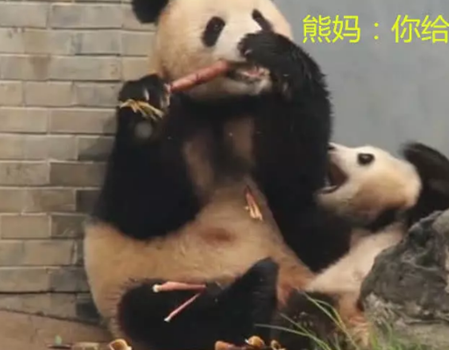 经不起考验的母子情 儿子可以先不要 熊猫妈妈 在竹子面前