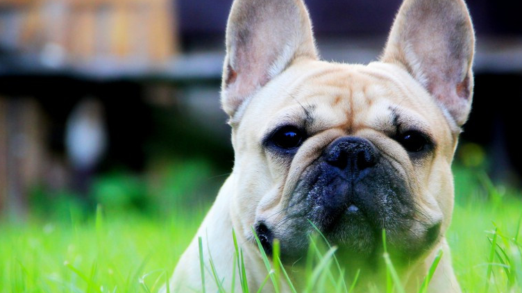 宠物小知识:稍加训练就能变成超级狗狗,这么聪明的狗狗你喜欢吗