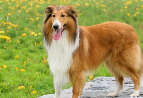 孩子_萨摩耶_牧羊犬