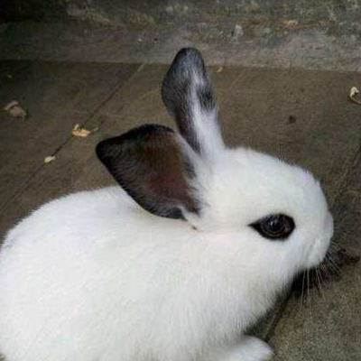 十二星座的专属萌宠,狮子座尊贵,双鱼座华丽,双子座的是什么