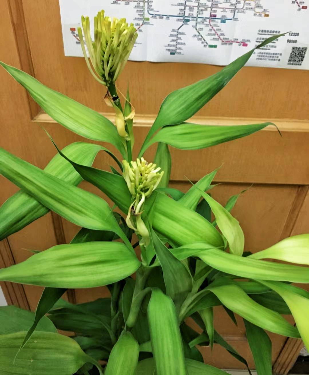 最难养开花的10种花,太磨人了