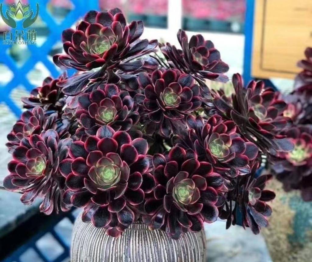 重庆女子专养"法师"多肉,盆盆绝美