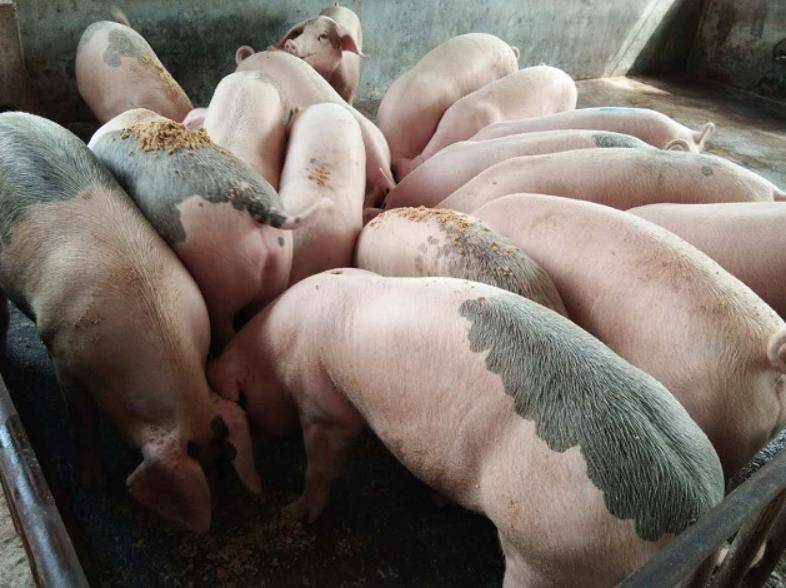 轻度发酵全价饲料喂猪,可以有效降低料耗,提升猪群健康度_养殖_应用
