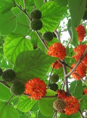 在农村随处可见的"构树",今天才知道,它竟还有这些作用!