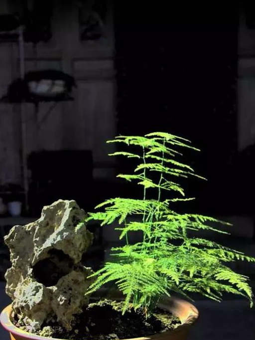 文竹黄叶枯死?狠心剪1刀,埋上3个蛋,1个月不管,新芽窜满盆!