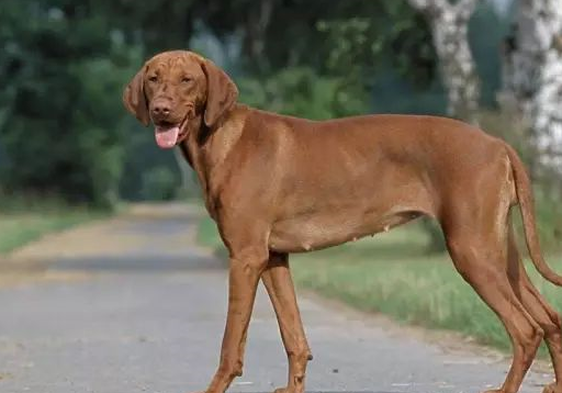 狗狗跑步最快排行榜:没想到这只居然可以短时间飞行……_猎犬_时速