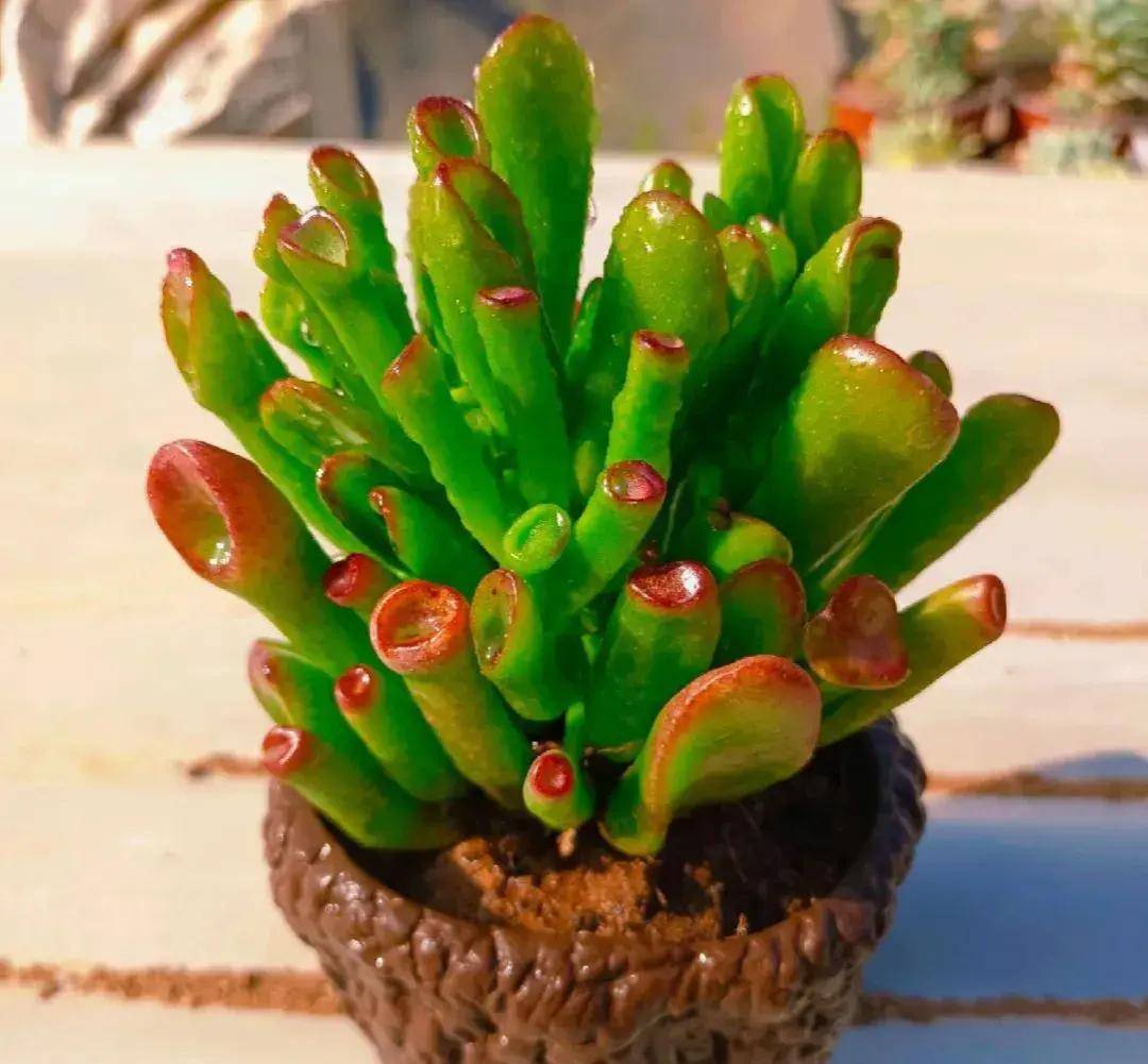 70种婀娜多姿多肉,相信总有一款你会喜欢