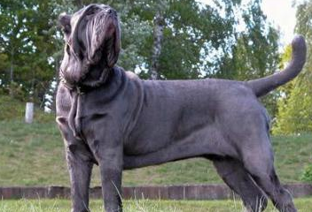 不过,这也只是它曾经给人的感受,而在现代,经过了训练的纽波利顿犬是