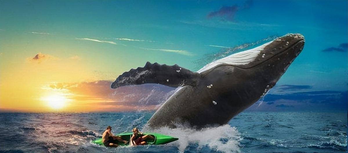 另一方面,藤壶附着在鲸鱼身上也会持续的吸收鲸鱼身体中的胃酸,导致