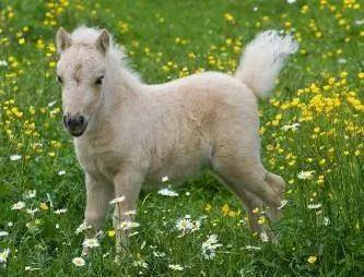 各种萌萌小动物,妙趣横生,开眼界了