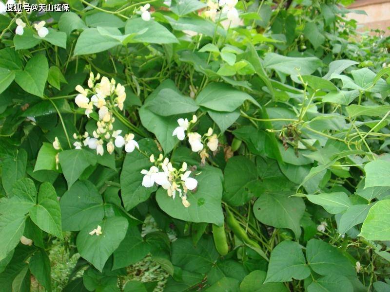 白芸豆生长环境图片