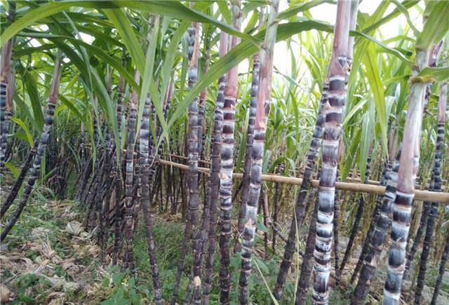 庆幸的是,台湾甘蔗种植园的发展史中,甘蔗从未成为单一经济作物.