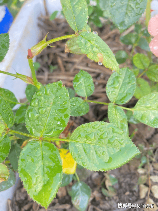 月季花长了红蜘蛛,怎么办?学会这2个方法,1次即可根治!